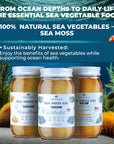 Wildcrafted Irish Sea Moss- Rich in Minerals, Proteins & Vitamins – Antioxidant Health Sea Moss