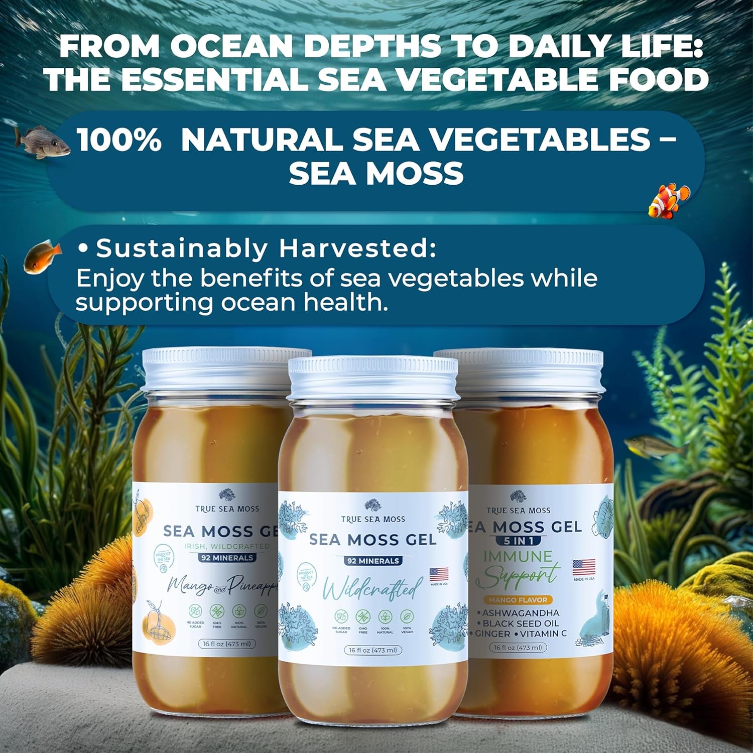 Wildcrafted Irish Sea Moss- Rich in Minerals, Proteins &amp; Vitamins – Antioxidant Health Sea Moss