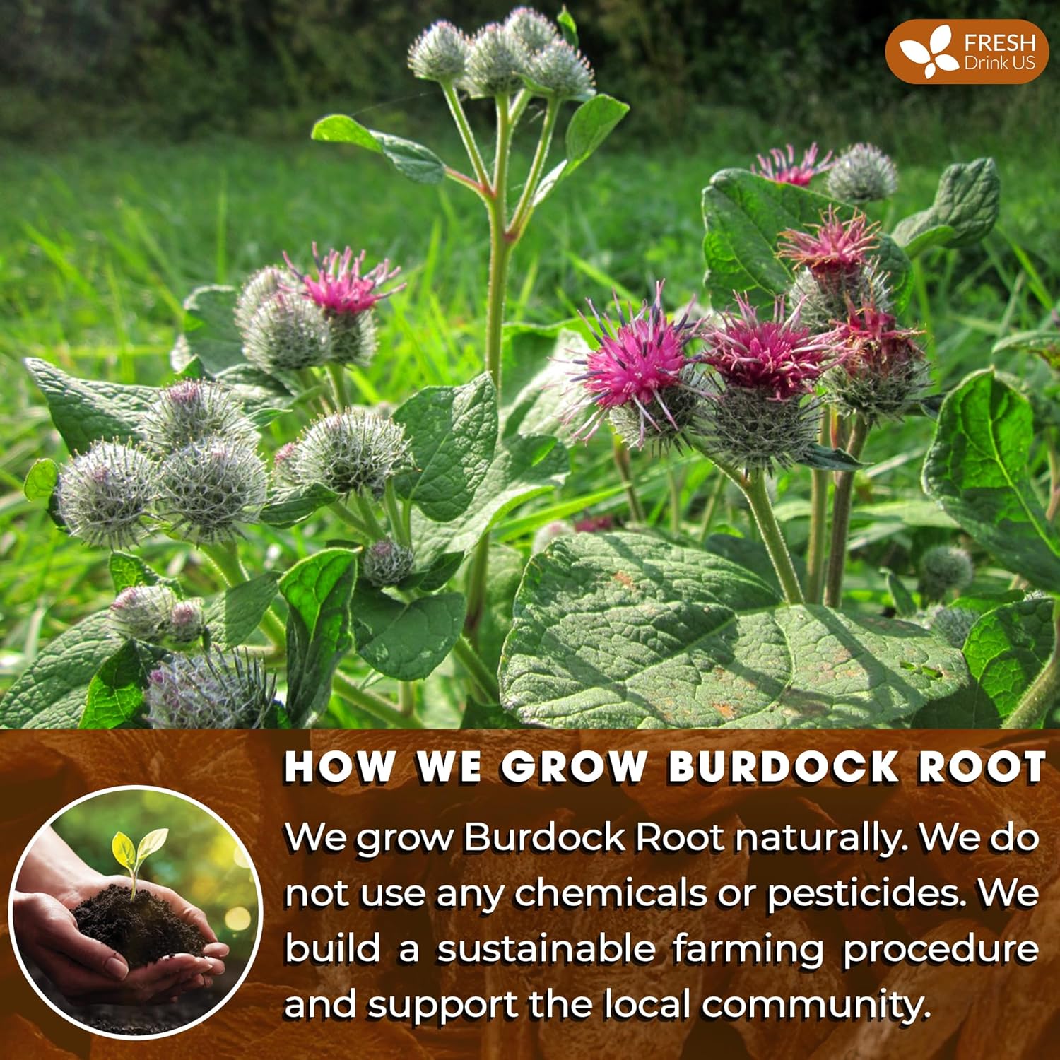 Burdock Root Tea Bags